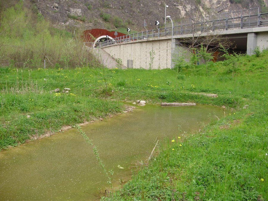 Smeraldini e rane verdi